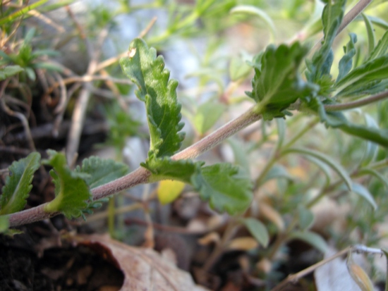 Veronica orsiniana